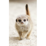 Meerkat Group