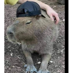 Capyblapy