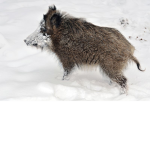 Wild boar B)