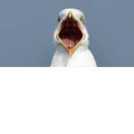 Seagull Gang