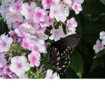ButterfIy
