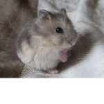 Hamster clan king