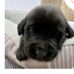 Official puppys