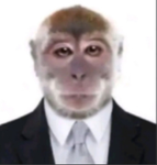 Monkey busines