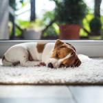Grupo de perrito durmiendo