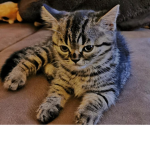 Fluffy FAT Cat