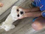 Pet’s united