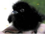 Raven Club -.-