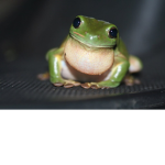 The Frog Clan Official