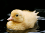 TEAM MRDUCK