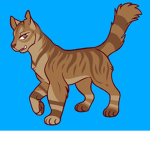 The star clan cats