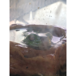 Frog gang LS