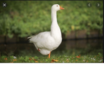 The Geese inc.