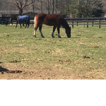 {•Roses Star Stables•}