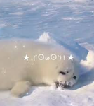 cool seal club
