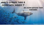 Save our Sharks