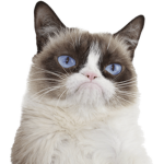 Mixie