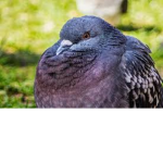 Air Pigeon
