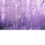 aisteria