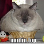 The Meme Cat's Meow