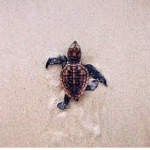 TurtleShell Clothing Store
