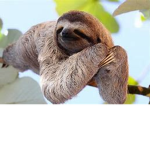 sloth dog cat