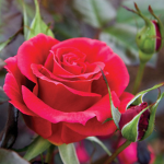 The Scarlet Roses