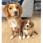 TheGoldDogs Army