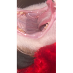 Cat teeth