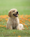 The Followers Of D O G