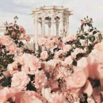- blosssoms -