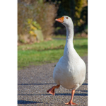 arab geese