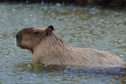 The Capybara Place