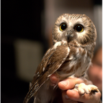 Owl Squad :>