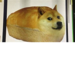 Da coolest Doge group EVA!