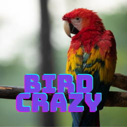 Bird Crazy! [More Birds!]