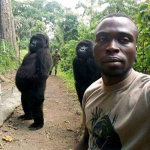 Gorilla standing up