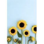 Sun flower squad!!