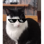 Cool People (and cats)