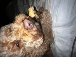 I LOVE MY DOGS SO MUCH