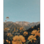 Lily’s Bees