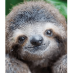 radical sloth group