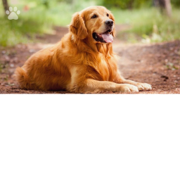 the golden retriever hang out game