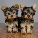 rox and bells