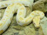 snake group