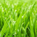 Grass god anthony