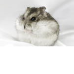 The Life Of My Hamsters.