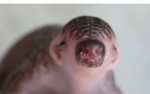 Help pangolins