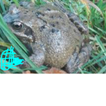 Frog hunters