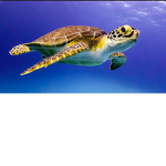 Turtle Squad Official Group